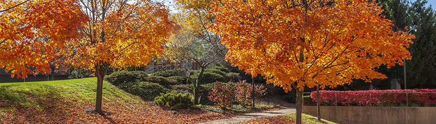 photo of campus in the fall