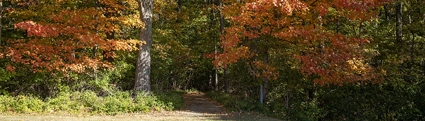 photo of the woods on campus