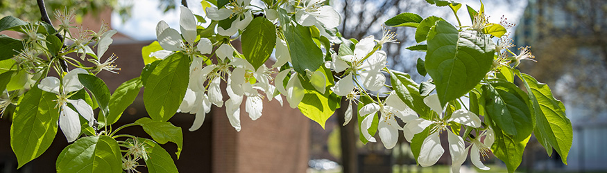 photo of a flowering tree on campus
