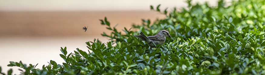 photo of a bird on campus
