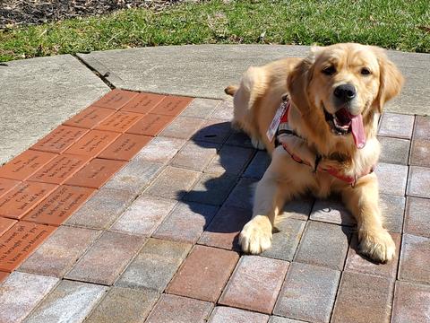A golden retriever looking happy with his tongue out wearing a service dog in training vest lays next to bricks with custom inscriptions.