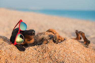 Dog wearing sunglasses relaxing on a sandy beach.