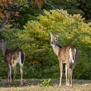 photo of deer on campus
