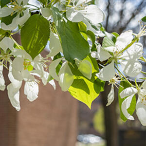 photo of a flowering tree on campus